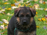 German-Shepherd,-autum-2016-8599