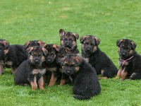 German-Shepherd,-autum-2016-8674