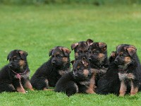 German-Shepherd,-autum-2016-8680