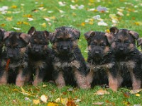 German-Shepherd,-autum-2016-8695