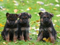 German-Shepherd,-autum-2016-8699