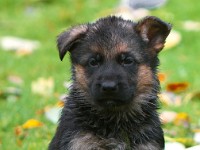 German-Shepherd,-autum-2016-8699a