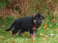 German-Shepherd,-autum-2016-8703