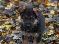 German-Shepherd,-autum-2016-8719