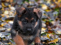 German-Shepherd,-autum-2016-8720