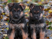 German-Shepherd,-autum-2016-8727